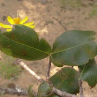Ochna obtusata DC.